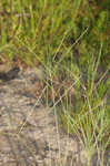 Hairy crabgrass